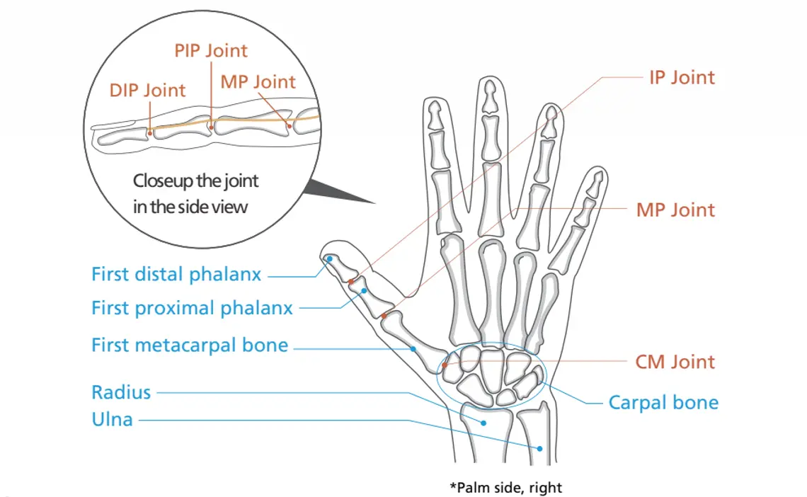 Структура на пръстите на ръката