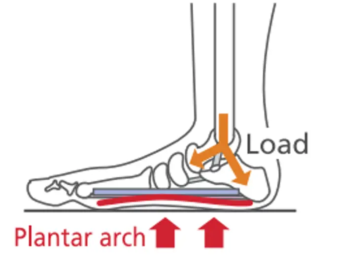 Плантарна арка, фасция
