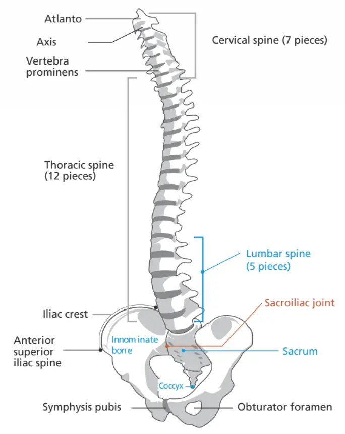 Устройство на гръбнака