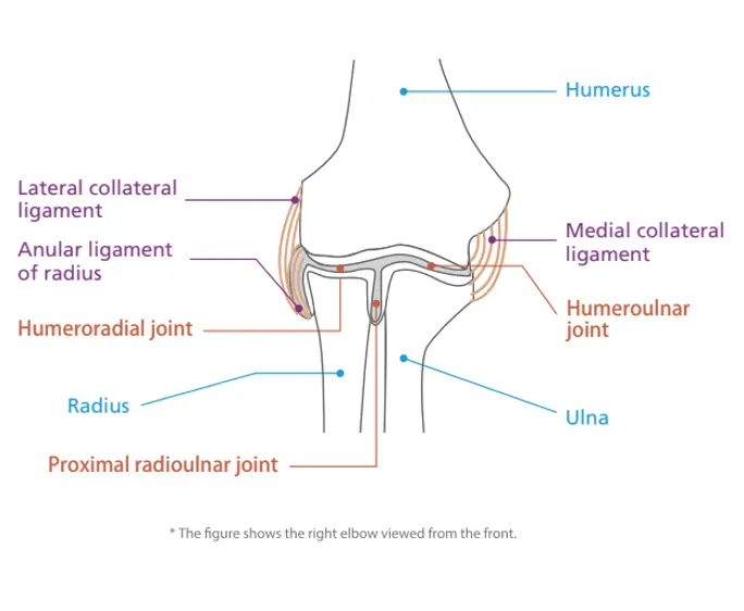 Структура на лакътя