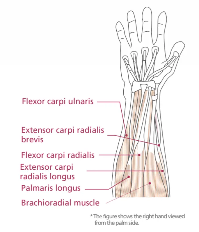 Механизъм на китката