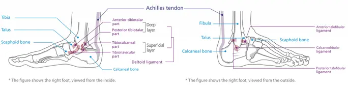 Структура на ахилесовото сухожилие